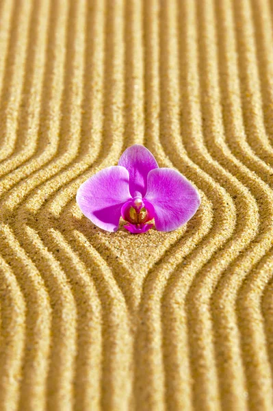 Jardim zen japonês com flor de orquídea em areia texturizada — Fotografia de Stock