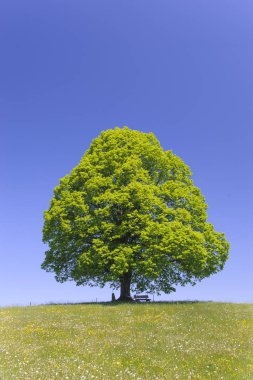 Tek büyük ıhlamur ağacı mükemmel treetop alanı