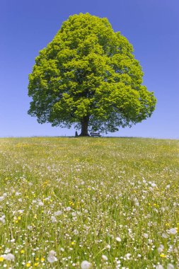 Tek büyük ıhlamur ağacı mükemmel treetop alanı