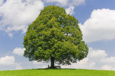 Tek büyük ıhlamur ağacı mükemmel treetop alanı