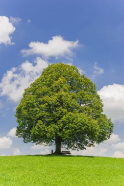 Tek büyük ıhlamur ağacı mükemmel treetop alanı