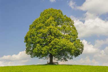 Tek büyük ıhlamur ağacı mükemmel treetop alanı