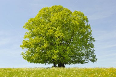 Tek büyük ıhlamur ağacı mükemmel treetop alanı