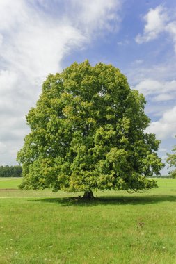 single big linden tree in field with perfect treetop clipart