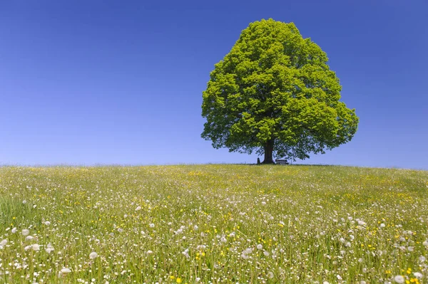 Enkele grote Linde in veld met perfecte treetop — Stockfoto