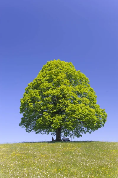 Enkele grote Linde in veld met perfecte treetop — Stockfoto