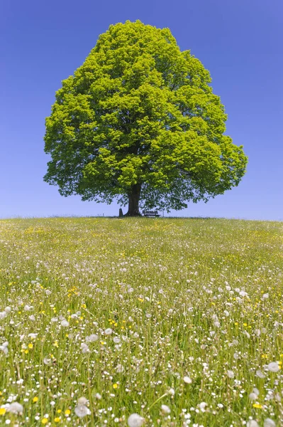 Single big linden tree in field with perfect treetop — Stock Photo, Image