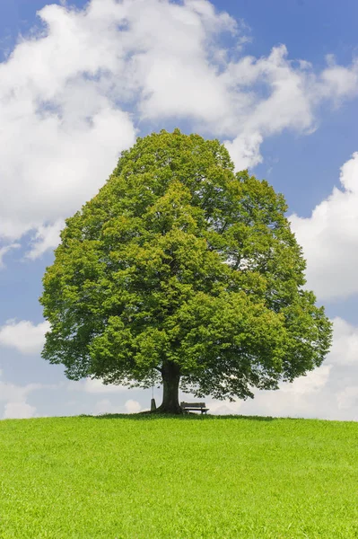 单大椴树在田间与完美的树梢 — 图库照片
