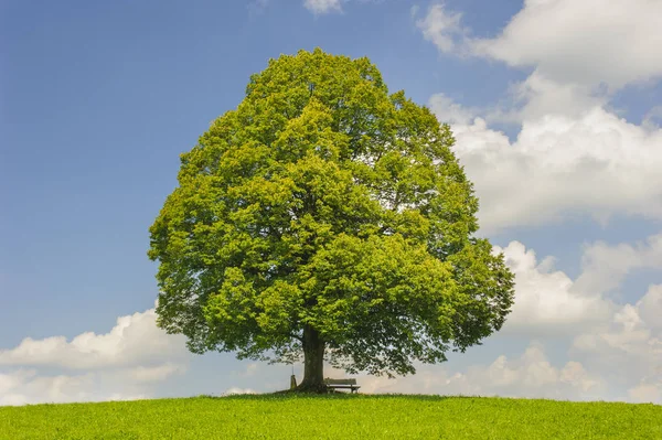 Enkele grote Linde in veld met perfecte treetop — Stockfoto