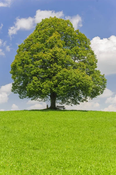 Única grande árvore de tília no campo com árvore perfeita — Fotografia de Stock