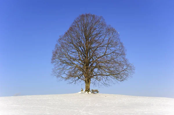 Одна большая липа в поле с идеальной верхушкой дерева зимой — стоковое фото
