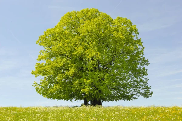 Enda stora linden träd i fält med perfekt trädtopp — Stockfoto