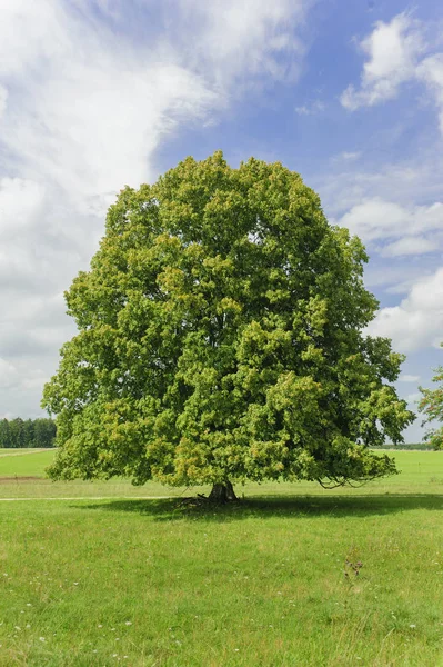 Egyetlen nagy hársfa mezőben a tökéletes fa teteje — Stock Fotó