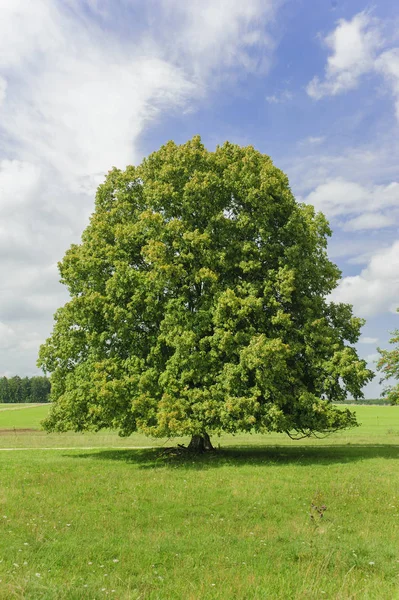 Grand tilleul unique dans le champ avec la cime parfaite des arbres Photo De Stock