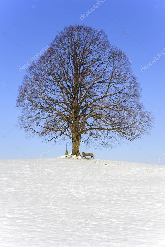 single big linden tree in field with perfect treetop at winter