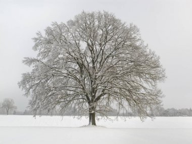 single big oak tree at winter with perfect treetop clipart