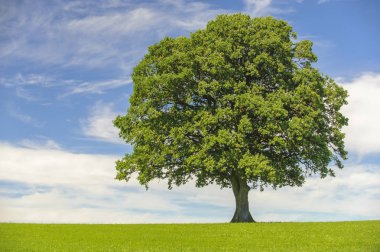 mükemmel treetop alanı tek meşe ağacı