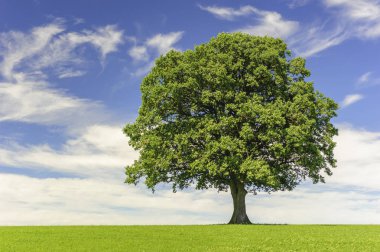 mükemmel treetop alanı tek meşe ağacı