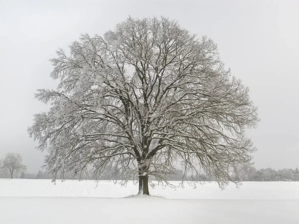 Único grande carvalho no inverno com árvore perfeita — Fotografia de Stock