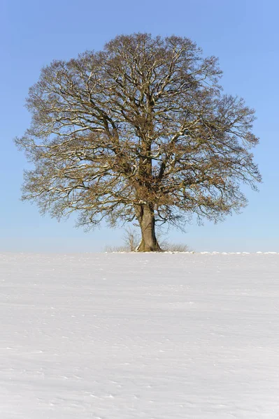 Único roble grande en invierno con copa de árbol perfecta —  Fotos de Stock