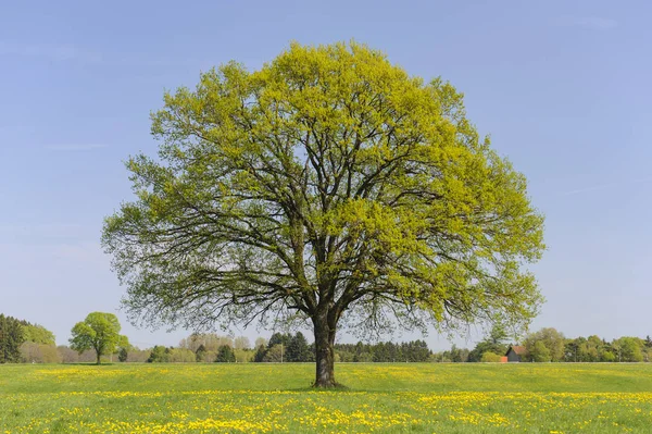 Grand chêne unique dans le champ avec la cime parfaite des arbres — Photo