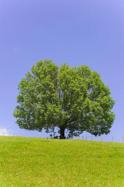 Одно большое ясень в поле с идеальной верхушкой дерева — стоковое фото