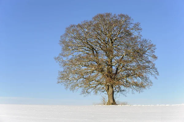 Único roble grande en invierno con copa de árbol perfecta —  Fotos de Stock