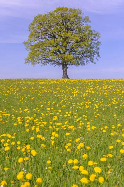 Einzelne große Eiche im Feld mit perfekter Baumkrone — Stockfoto