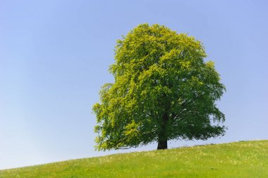 Tek büyük kayın ağacı mükemmel treetop alanı