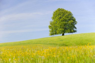 Tek büyük kayın ağacı mükemmel treetop alanı