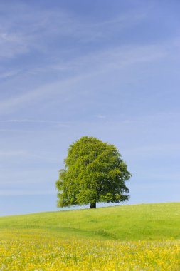 Tek büyük kayın ağacı mükemmel treetop alanı