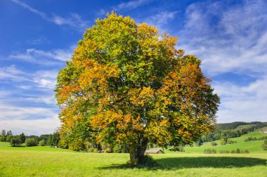 single big beech tree in field with perfect treetop clipart