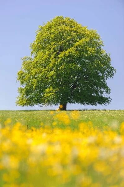 Única grande árvore de faia no campo com árvore perfeita — Fotografia de Stock