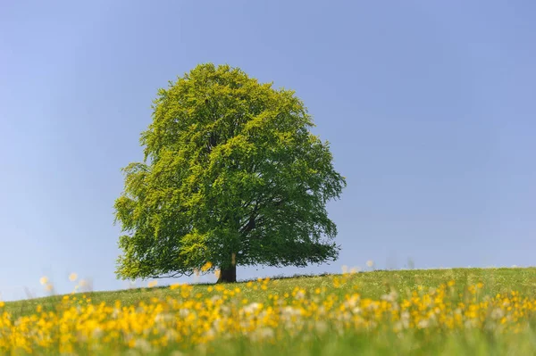 Seul Grand Hêtre Dans Champ Avec Cime Parfaite Arbre Springime — Photo