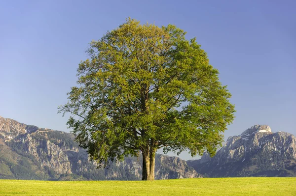 Seul grand hêtre dans le champ avec la cime parfaite des arbres — Photo