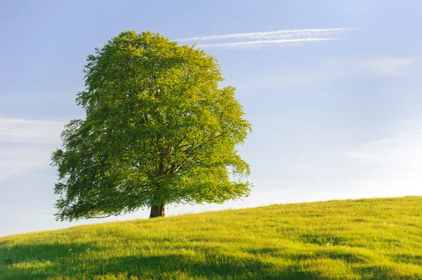 Singolo grande faggio in campo con perfetta cima dell'albero — Foto Stock