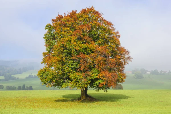 Single big beech tree in field with perfect treetop — Stock Photo, Image