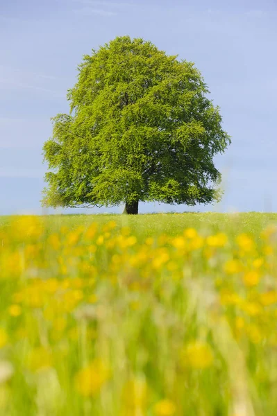 Seul grand hêtre dans le champ avec la cime parfaite des arbres — Photo