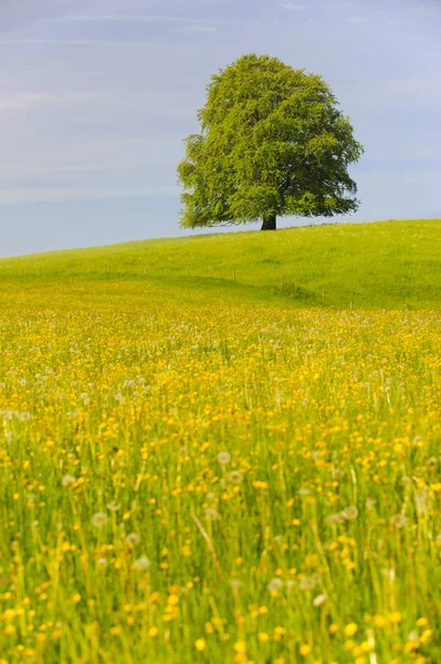 Single big beech tree in field with perfect treetop — Stock Photo, Image