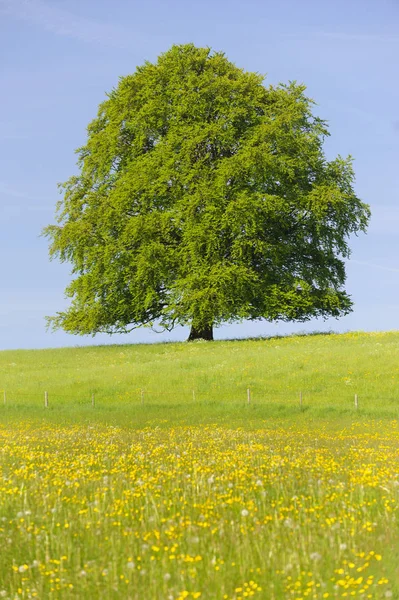 Singolo grande faggio in campo con perfetta cima dell'albero — Foto Stock