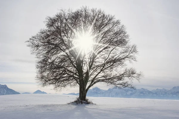 Solo haya grande en el campo con copa de árbol perfecta en invierno —  Fotos de Stock