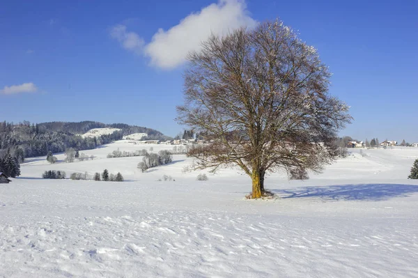 冬に最適な梢とフィールドで単一大きなブナの木 — ストック写真
