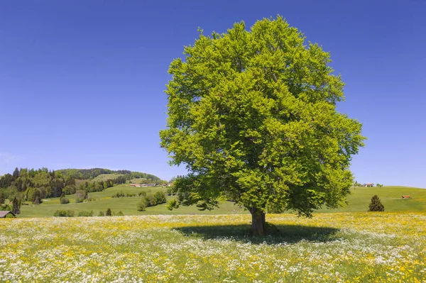 Één grote beuk boom in veld met perfecte treetop — Stockfoto