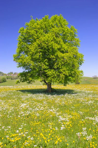Одно большое буковое дерево в поле с идеальной верхушкой дерева — стоковое фото