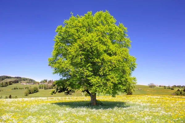 Одне велике букове дерево в полі з ідеальним деревом — стокове фото