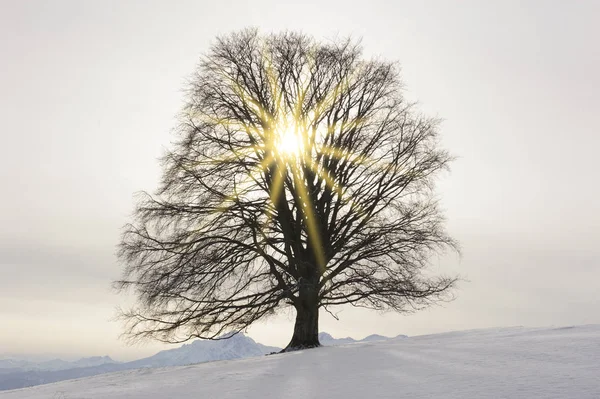 Pojedynczy duży bukiem w pole z idealnym treetop w zimie — Zdjęcie stockowe