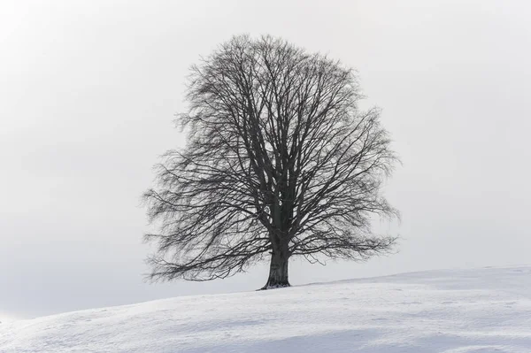 Одно большое буковое дерево в поле с идеальной верхушкой деревьев зимой — стоковое фото