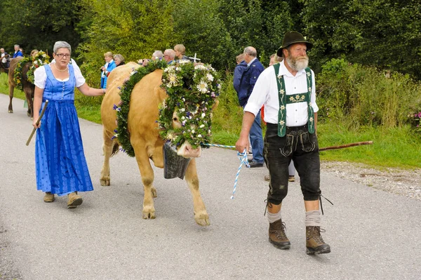 Tradicional Anual Dirigindo Uma Manada Vacas Com Cordeiros Vestido Tradicional — Fotografia de Stock