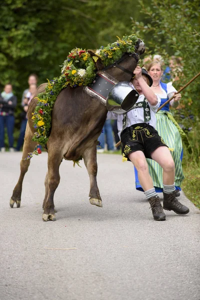 传统和每年驾驶下来一群母牛与 Sheperds 在传统礼服回到从山牧场地到稳定的农舍在农村谷附近城市 Nesselwang 在区域 Allgaeu 巴伐利亚 — 图库照片