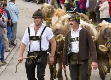 Traditional and annual driving down a herd of cows with sheperds in traditional dress back from mountain pasture to the stable of a farmhouse in the rural valley near city Nesselwang in region Allgaeu, Bavaria, Germany clipart